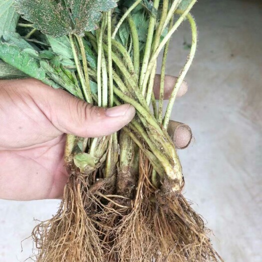泰安妙香7号草莓苗出售品质好的草莓苗穴盘苗种苗