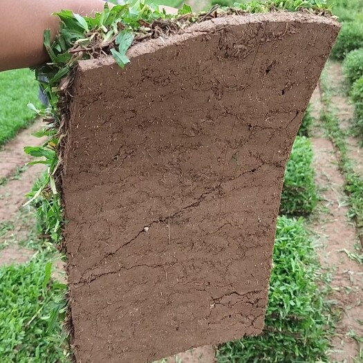 郴州马尼拉草皮兰引三号草卷百慕大草皮广东大叶油草福建草卷