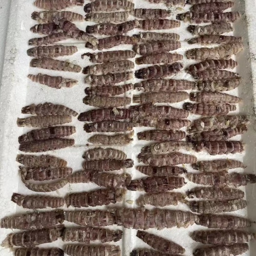 乳山市冻单条大肉，新鲜度好，完整度高