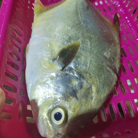 湛江天然海捕金鲳鱼鲜活去肚真空包装一包1斤0.4-0.8规格