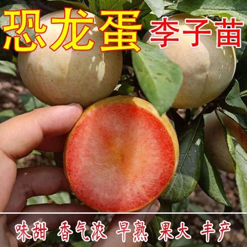 平邑县恐龙蛋李子三华李树苗基地直发现挖现卖南北方都可种植