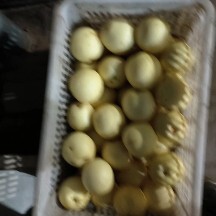 深州市鸭梨