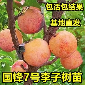 平邑县国峰7号李树苗基地直发现挖现卖南北方都可种植
