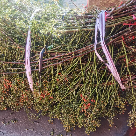 莱州市山归来蔷薇果鲜切花