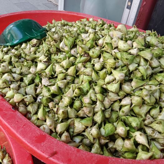泰州溱潼特色野生大河四角菱角