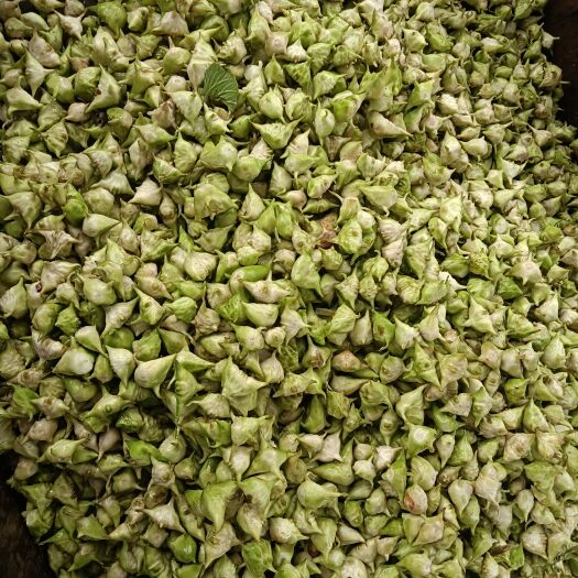 泰州溱潼特色野生大河四角菱角