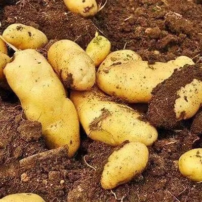 威宁县贵州威宁洋芋，土豆