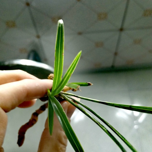 春兰连两苗散斑，老苗有1稿线下底.叶宽0.6叶长25叶环明显