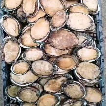 荣成市冷冻缺氧鲍鱼