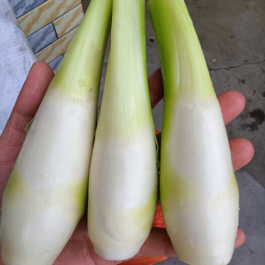 柳州柳州本地当季茭白，无害新鲜蔬菜农产品，脆甜美味，农家自产！