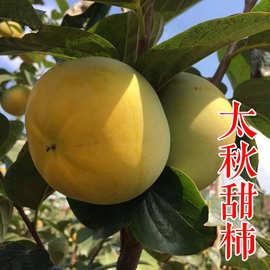 太秋甜柿树苗基地直发现挖现卖南北方都可种植