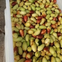 滦州市马牙枣 鲜果
