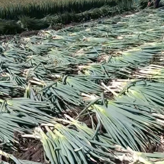 拜泉县大葱