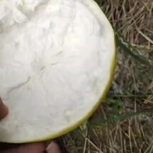大埔县三红蜜柚，红心柚