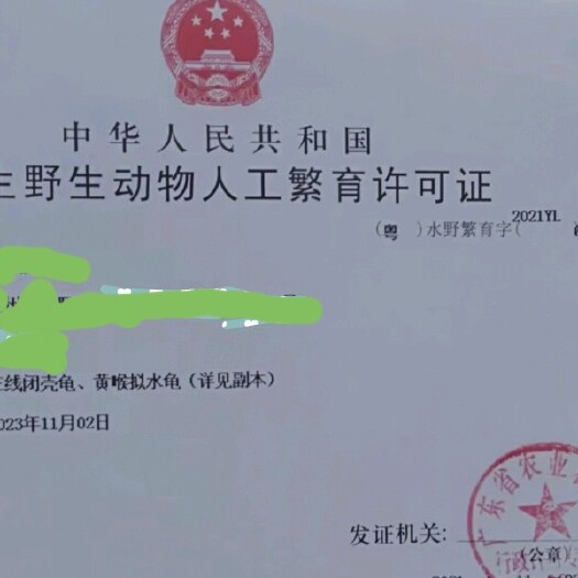 博罗县三线闭合龟