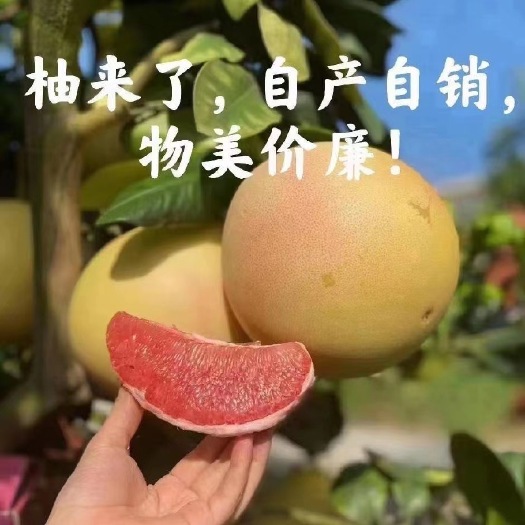 梅州红心柚  红肉蜜柚，顺丰包邮，一件代发，无痕发货