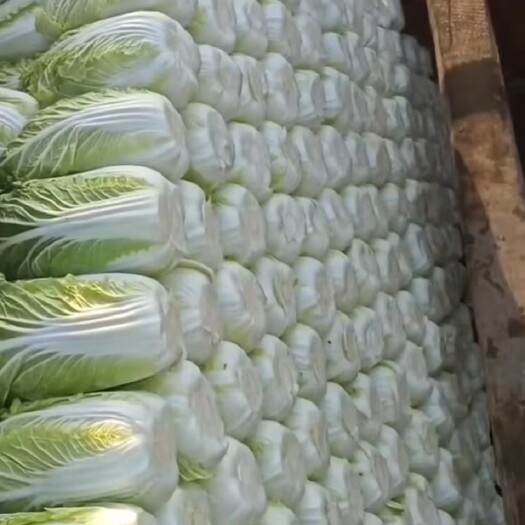 蔚县蔚县黄心大白菜，精品