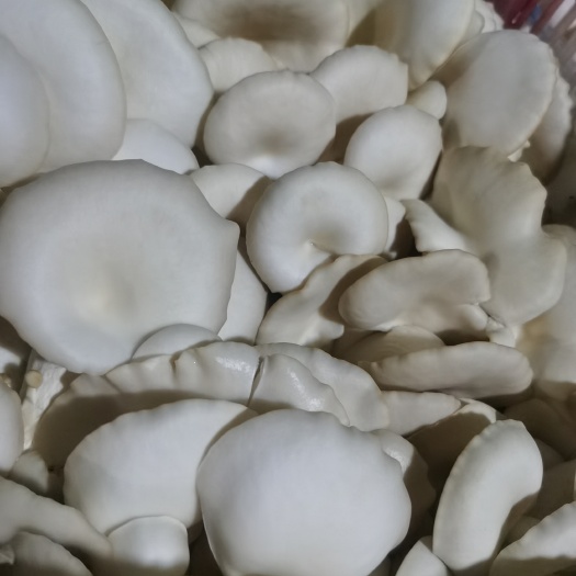 常熟市优质白平菇，叶片肥厚，口感好