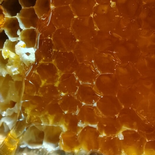 小金县阿坝州土蜂蜜，纯花蜜，一年取一次，不喂糖水