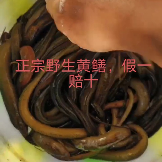 重庆市黄鳝，泥鳅