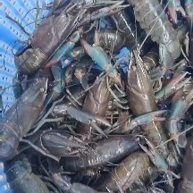 中山市澳洲淡水蓝龙虾