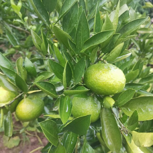资阳大芬  忒早  蜜橘  柑橘