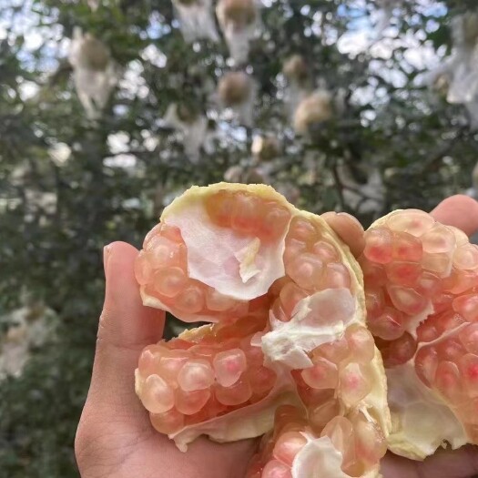 蒙自市蒙自老树绿籽石榴