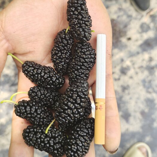 泊头市黑桑葚