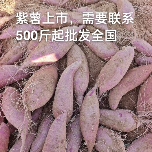 紫罗兰紫薯  2023紫薯批发 支持一件代发山东大紫薯5斤