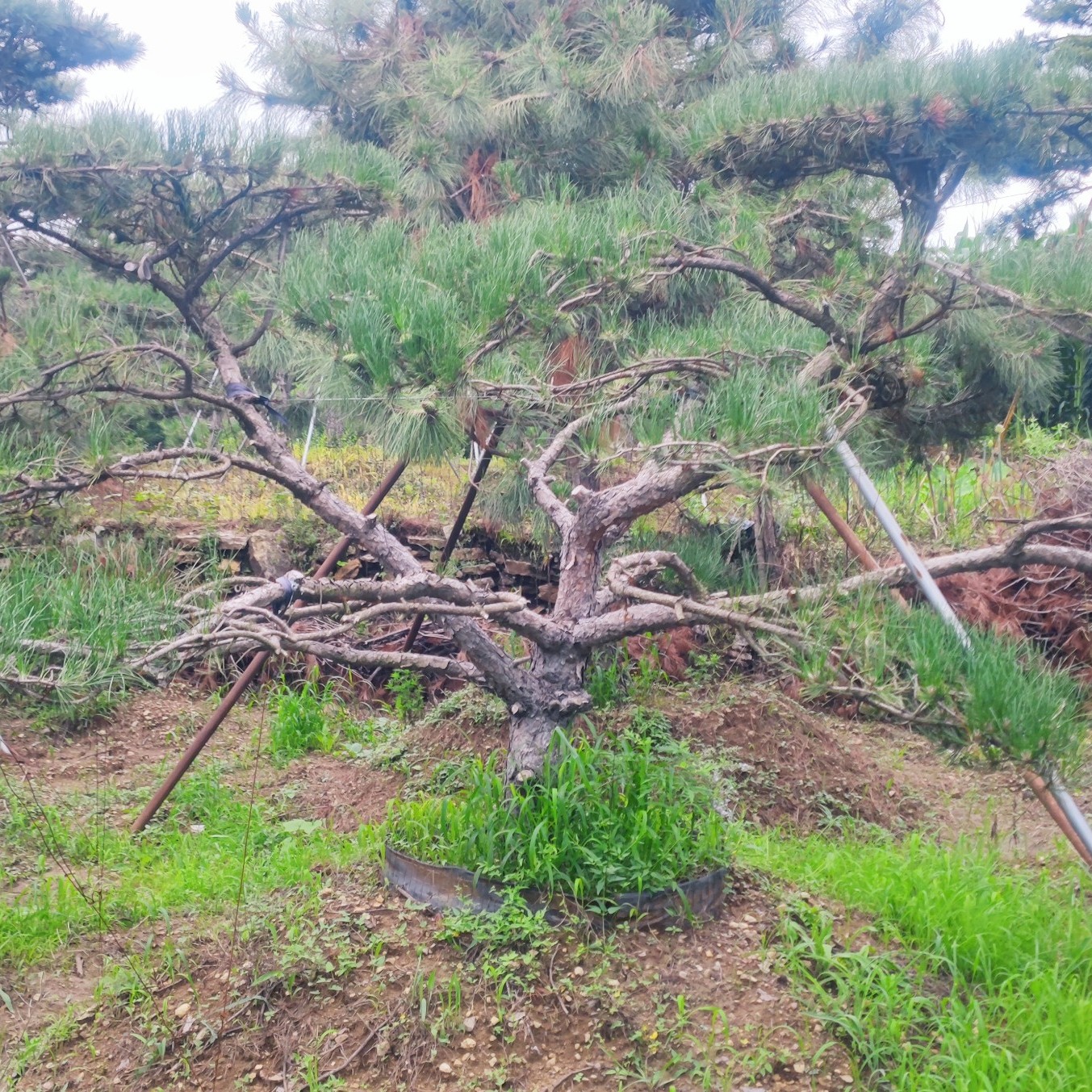 造型松树处理，各种规格，应有尽有，价格合适，可议价。