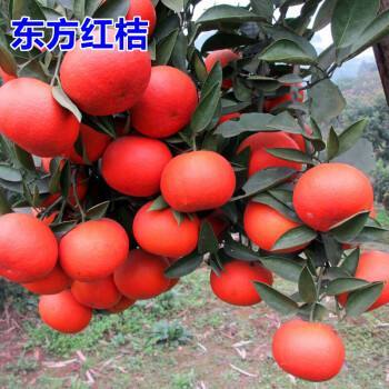 湖北特早熟蜂蜜型蜜桔桔子代办批发