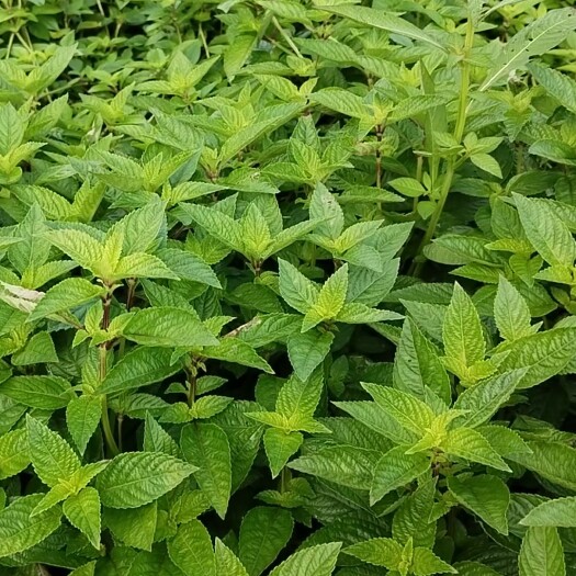 高州市凉粉草，鲜草