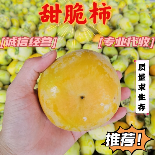 脆柿子  2022甜脆柿清甜脆口瑶山脆柿。专业代收，专业供应