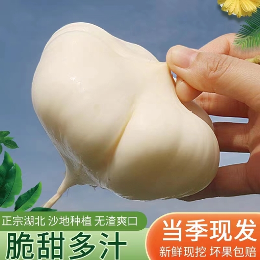 宜都市地瓜 凉薯 沙葛大量上市 产地一手货源 一条龙服务