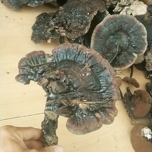 中大靈芝9-18公分左右，10斤起260一斤包郵
