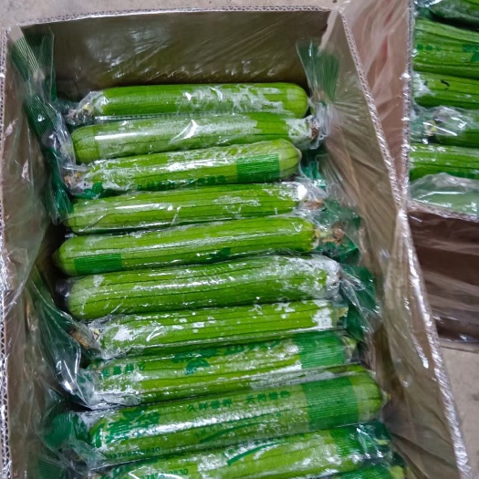 博爱县精品绿油丝瓜大量上市，欢迎新老顾客前来采购