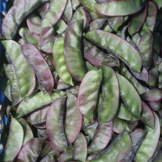 汝城县扁豆，红扁豆，青扁豆，峨眉豆大量上