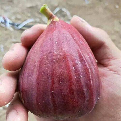 平邑县波姬红无花果苗 无花果苗金傲芬 青皮 布兰瑞克 无花果苗