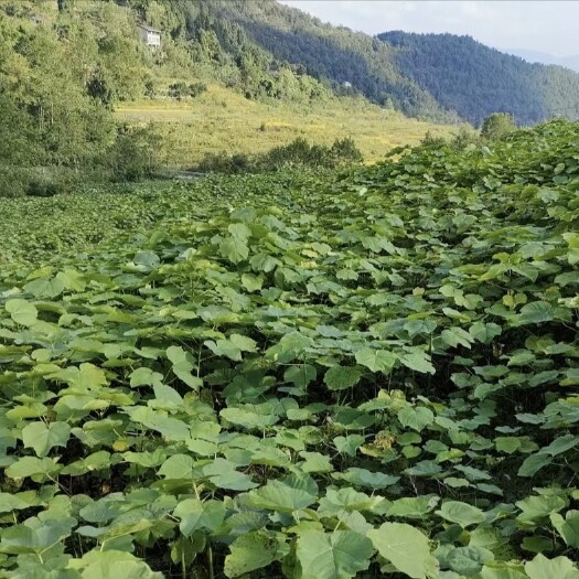 千亩油桐批发采购，买油桐树苗请选择重庆俊尧专业油桐培育公司