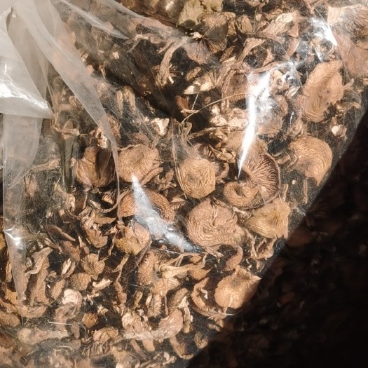 汤原县A 品榛蘑 自然干