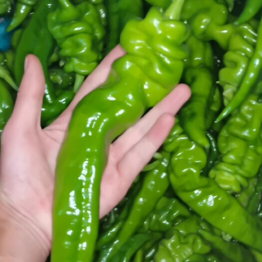 西安精品螺丝椒