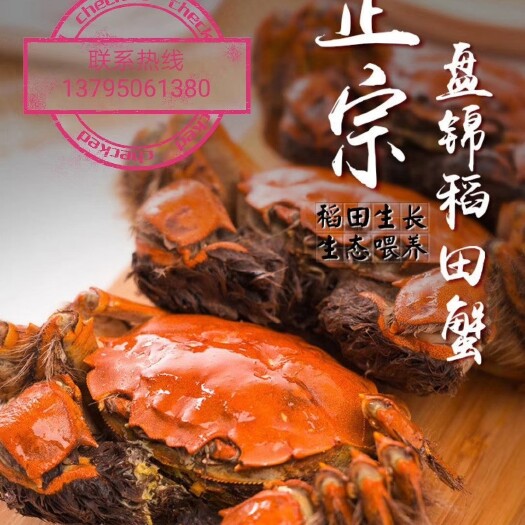 盘山县盘锦稻田蟹