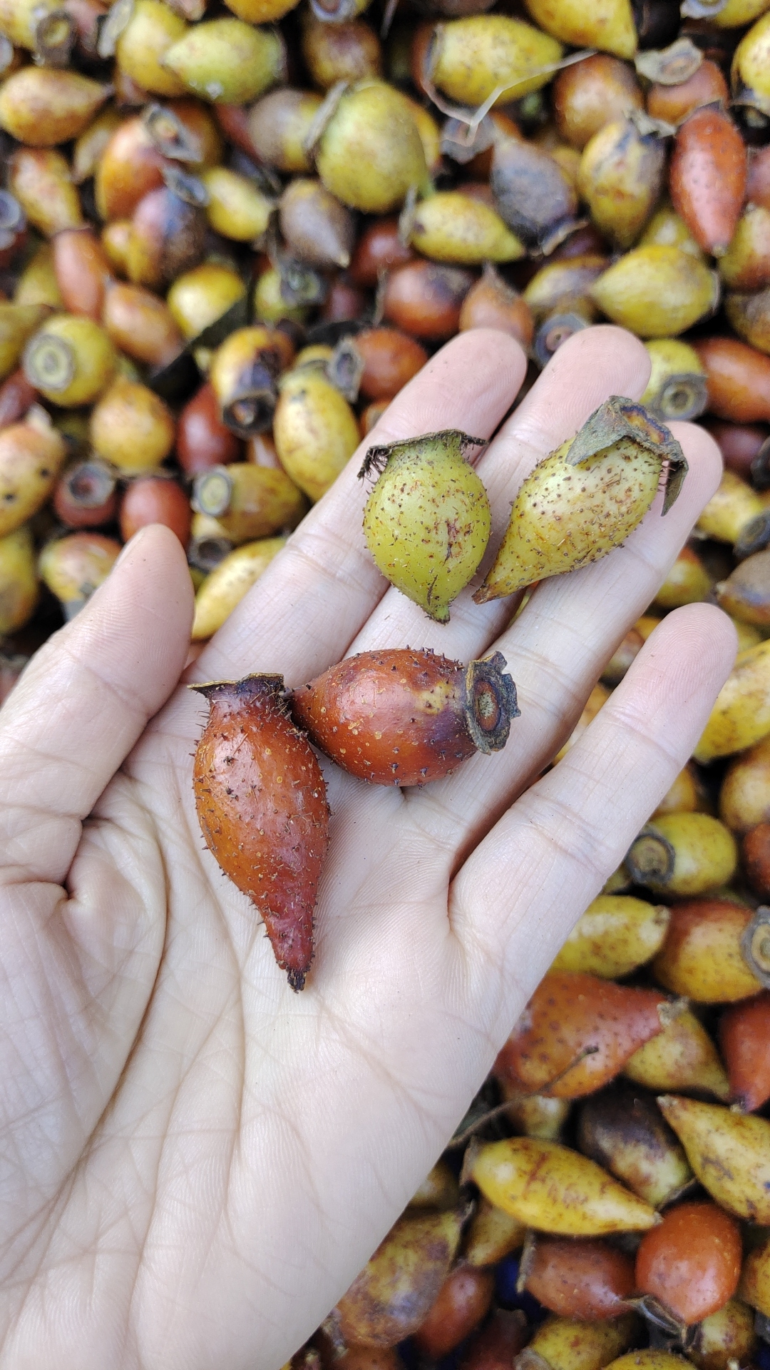 小陳農(nóng)家山貨