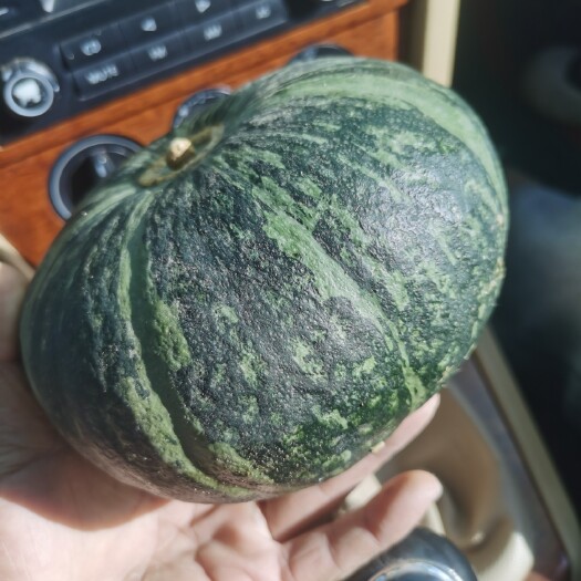 四子王旗板栗南瓜