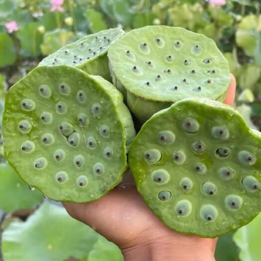 应城市每天凌晨现摘莲蓬，长势喜人香甜可口，可大量供货