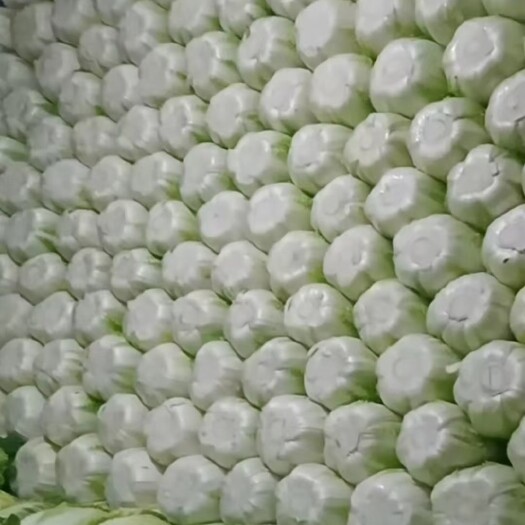 蔚县精品黄心大白菜