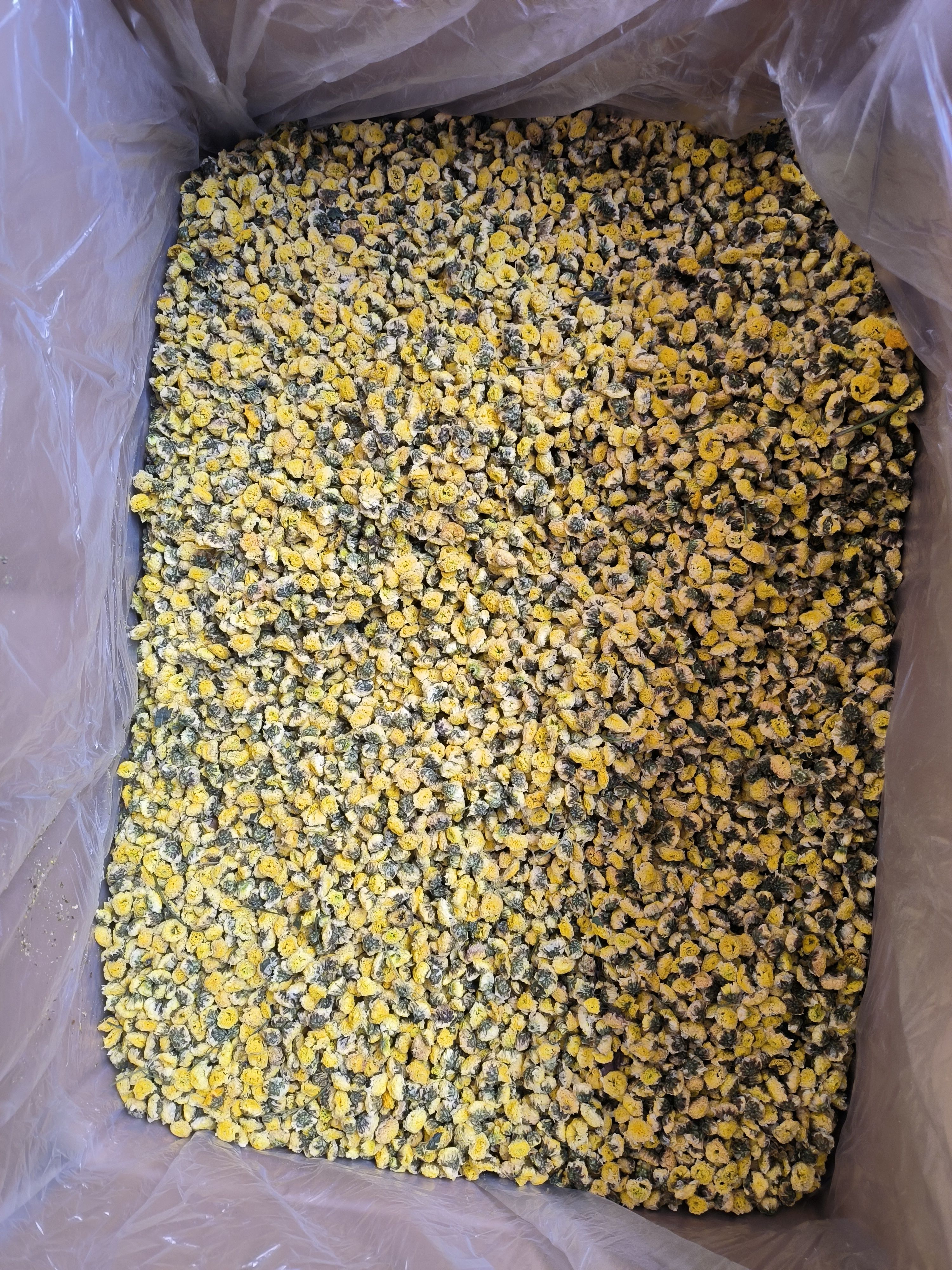 金菊 野菊花 黄金菊大货批发 花茶批发