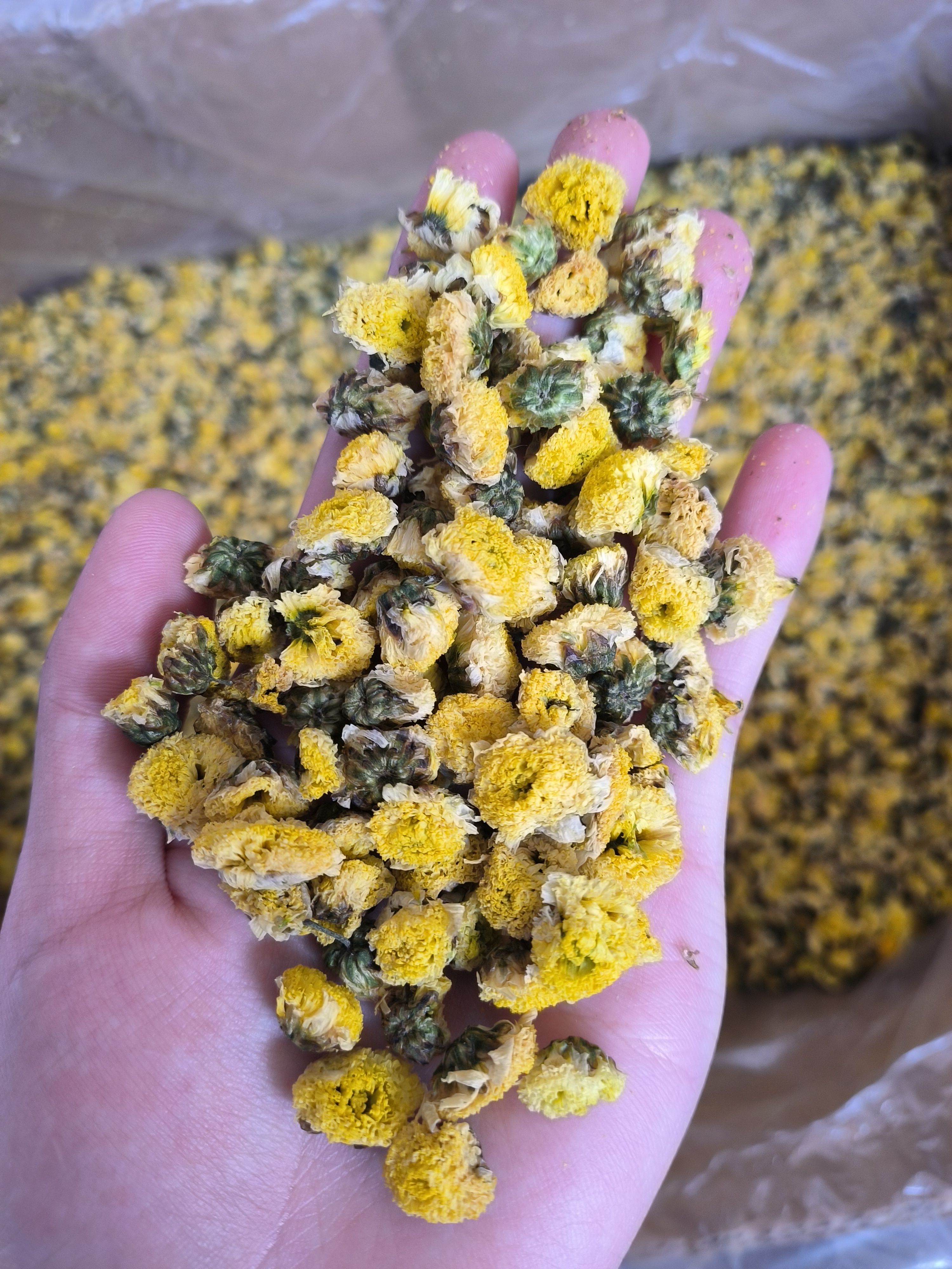 金菊 野菊花 黄金菊大货批发 花茶批发