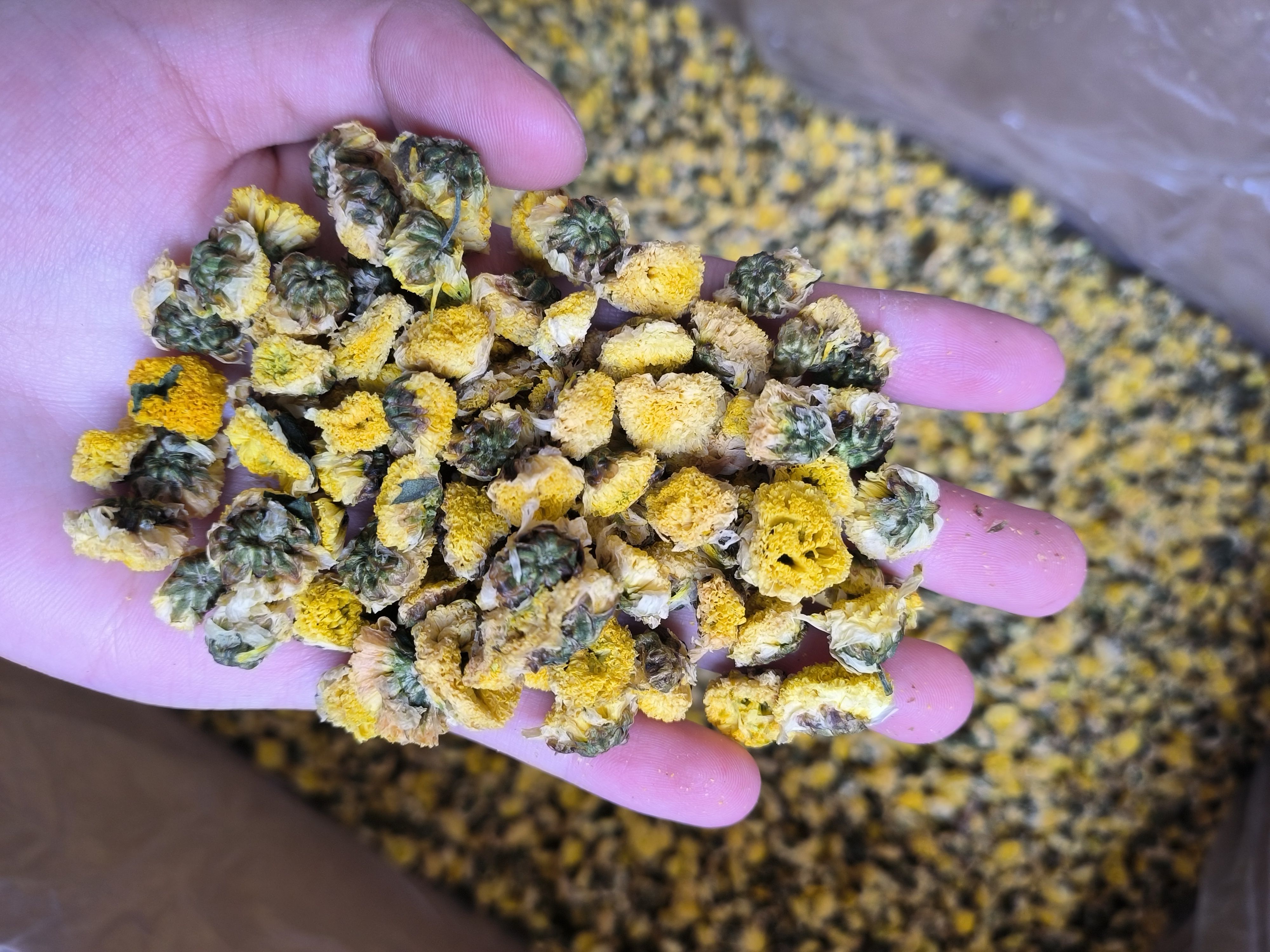 金菊 野菊花 黄金菊大货批发 花茶批发
