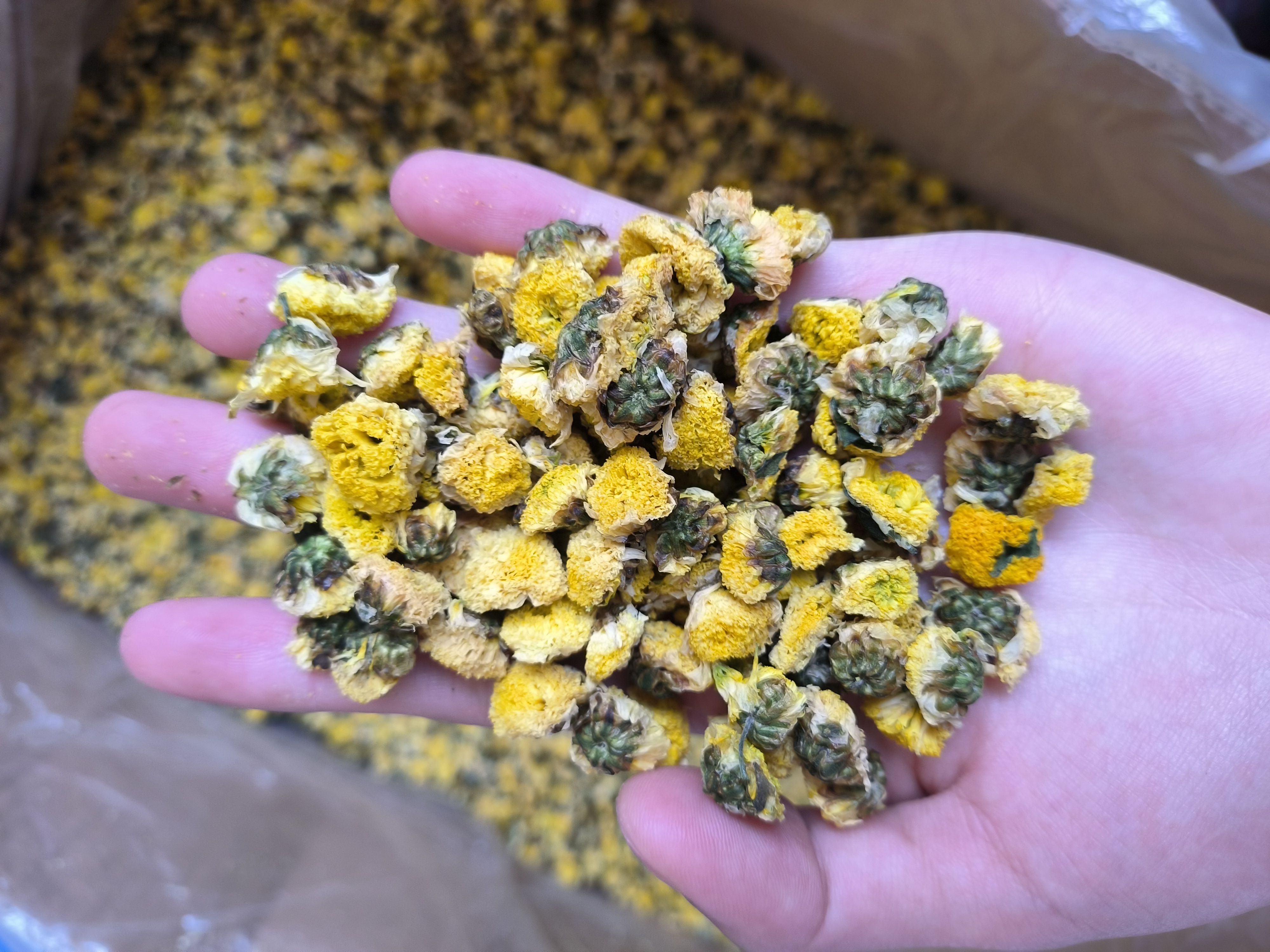 金菊 野菊花 黄金菊大货批发 花茶批发